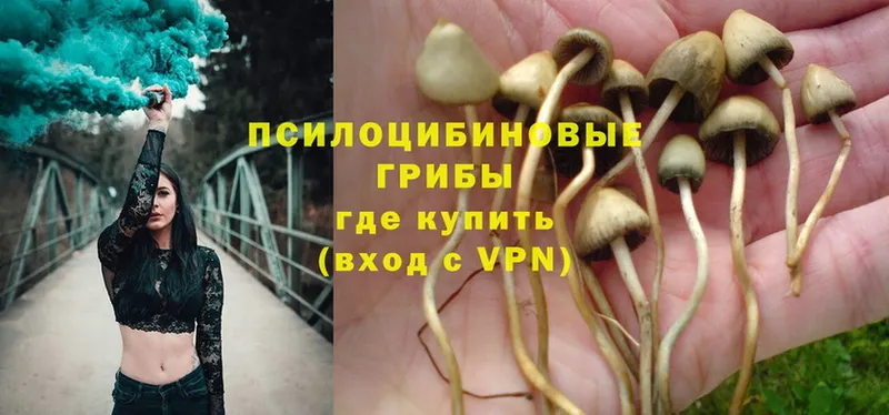 Галлюциногенные грибы Psilocybe  купить наркотик  Бикин 